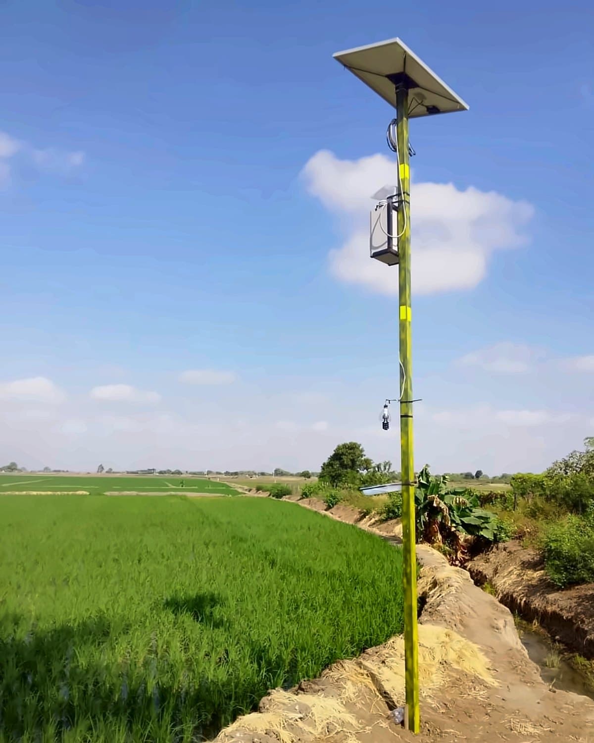 Nodo solar de INDUXA AGRO con trampa UV-A instalado al borde de un arrozal