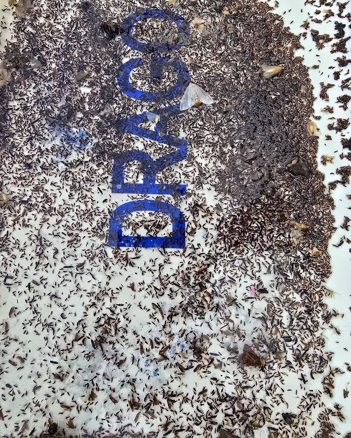 Bandeja de la trampa UV-A de DRAGO llena de insectos capturados en una noche