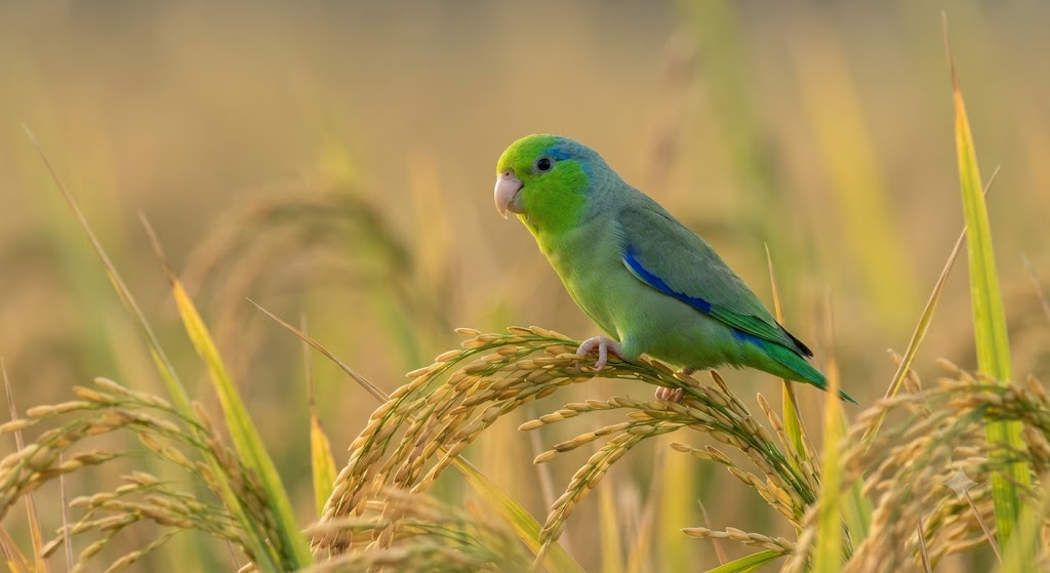 Loros y pericos